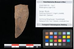 Foto (Objekt + Etikett) von Widdringtonia ungeri Endl. (NHMW-GEO-2024-0188-0125)